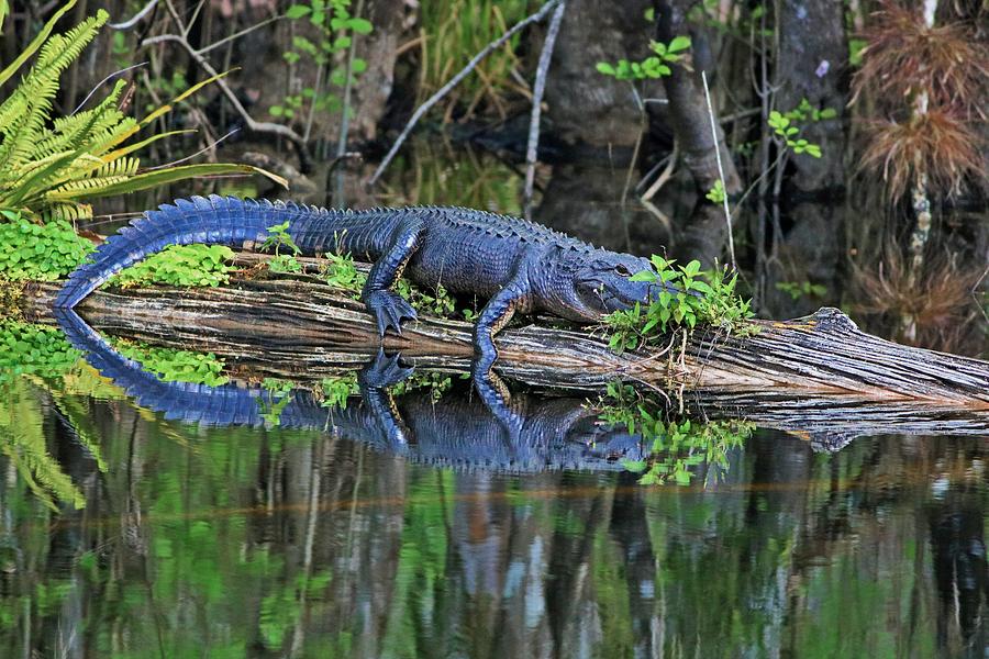 The Gator Photograph by Michiale Schneider