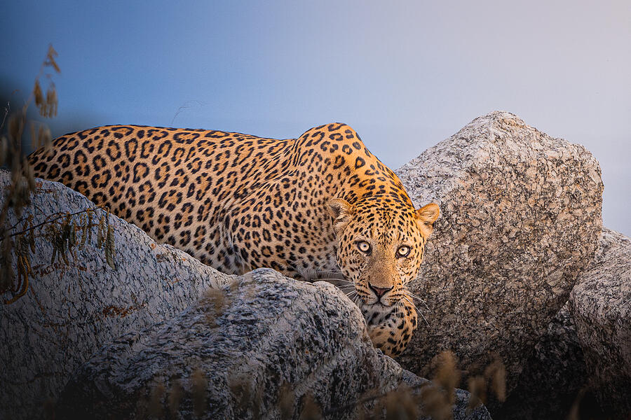 Wildlife Photograph - The Gaze by Abhinav Sharma