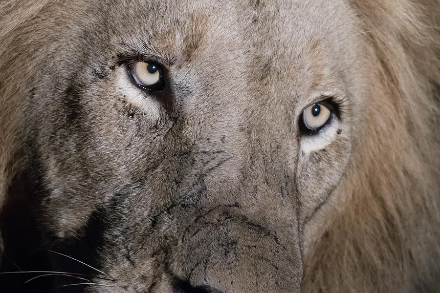 The gaze of a lion Photograph by Mark Hunter
