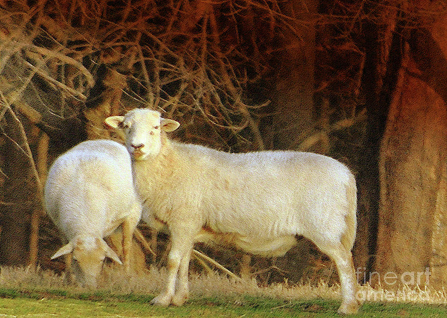 The Gazing and Grazing Sheep No.3 Photograph by Lydia Holly