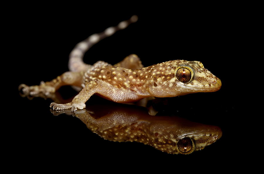 Nature Photograph - The Gecko by Hasan Baglar