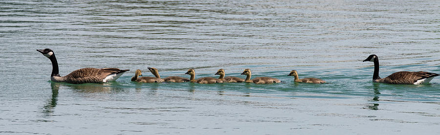 THE GEESE FAMILY by Jeffrey PERKINS THE GEESE FAMILY by Jeffrey PERKINS