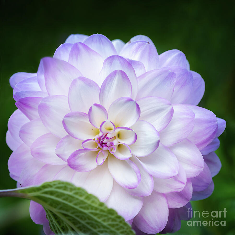 The Gentle Beauty of Mikayla Miranda Dahlia by Anita Pollak The Gentle Beauty of Mikayla Miranda Dahlia by Anita Pollak