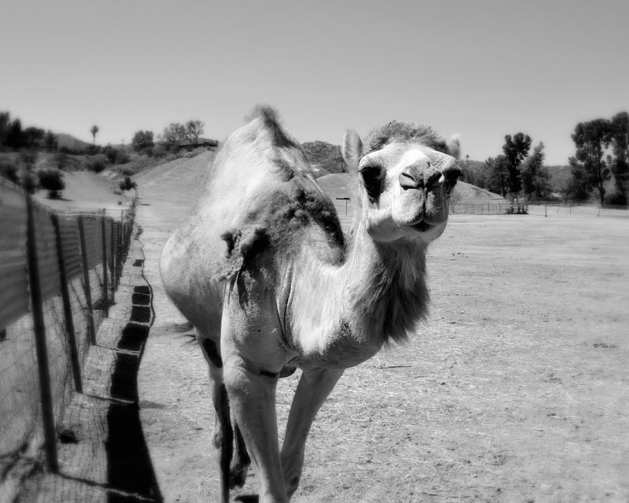 The Gentle Soul - Camel Photograph by Glenn McCarthy Art and Photography