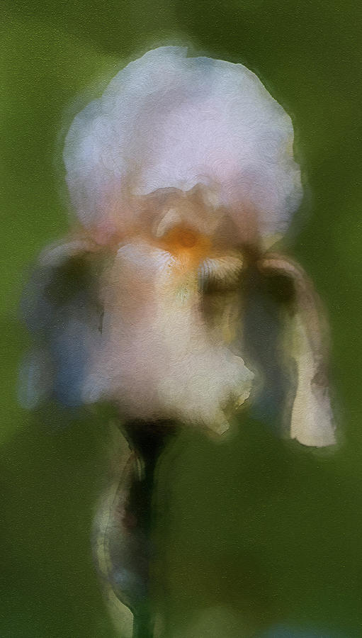 Iris Photograph - The Gentle Touch of Iris by Kathy Clark