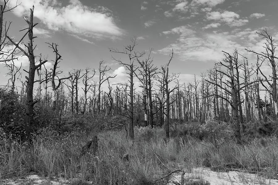The Ghost Forest in Black and White Photograph by Liz Albro