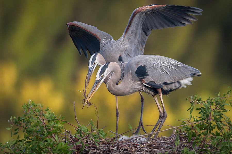 The Gift Photograph by Nick Kalathas - Fine Art America