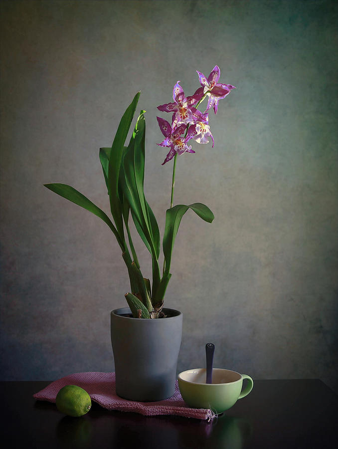 Orchid Photograph - The Gift Of Love by Fangping Zhou