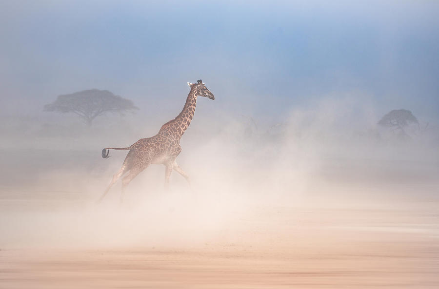 The Giraffe Dance2 Photograph by Isam Telhami