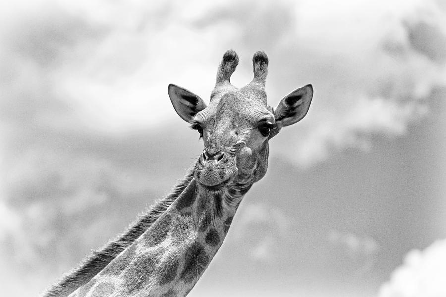 The Giraffe - Wildlife V Photograph by Regine Richter