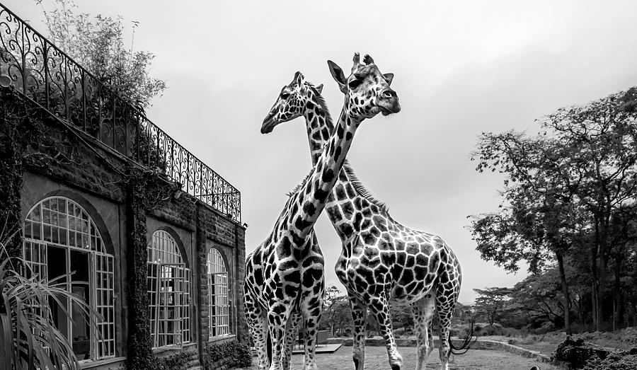 The Girafferaffe Manor Photograph by Jie  Fischer