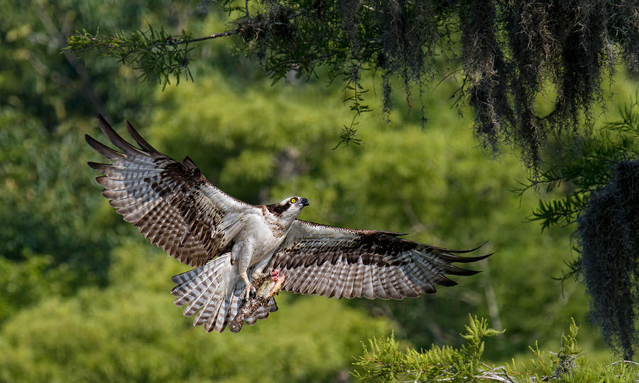 Osprey Photograph - The Girl Has A Fish ! by Alfred Forns