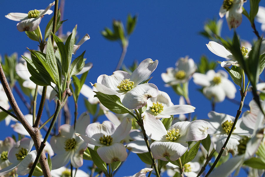 The Glistening White Spring Dogwood Blossoms Photograph by Kathy Clark