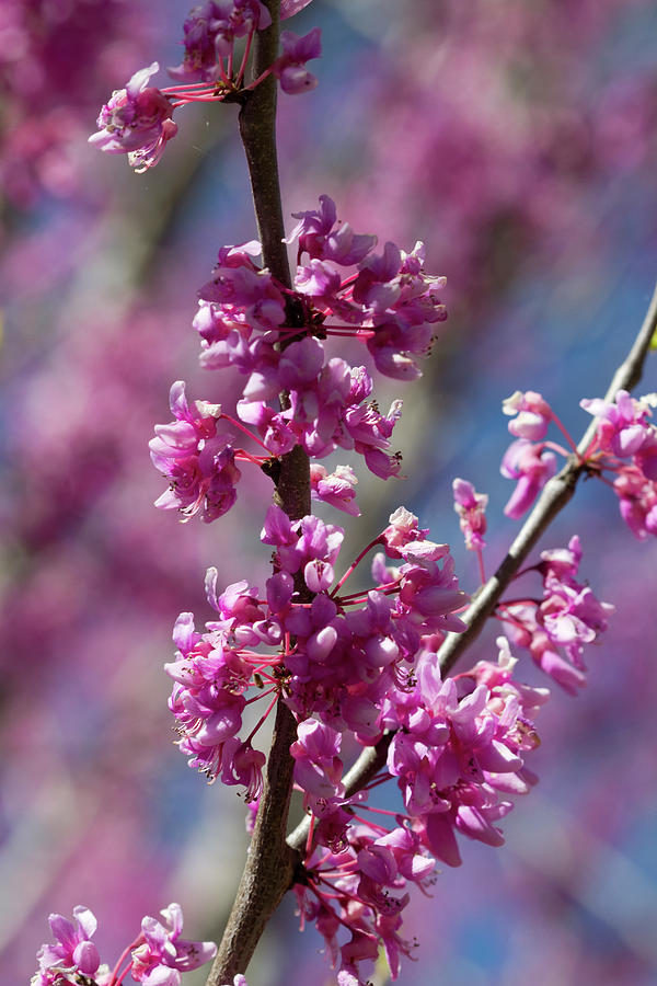 The Glorious Eastern Redbud Blossoms Photograph by Kathy Clark