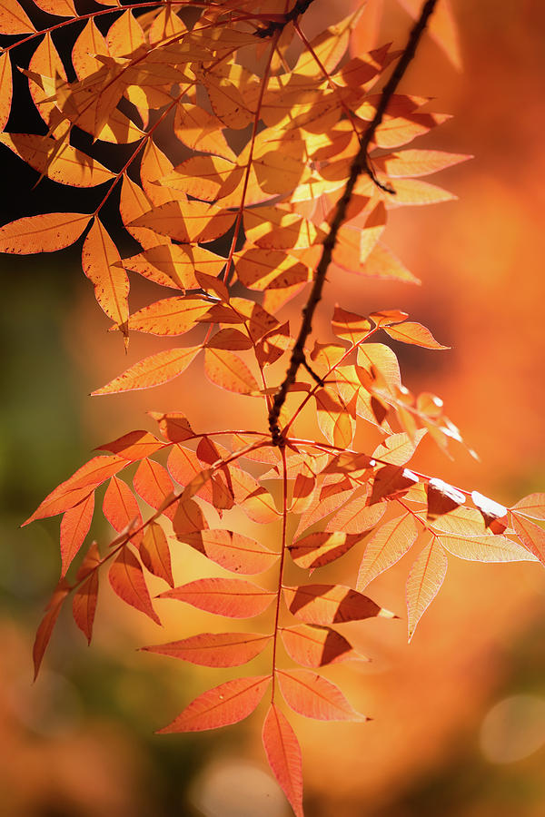 The Glory of Autumn Orange  Photograph by Saija Lehtonen