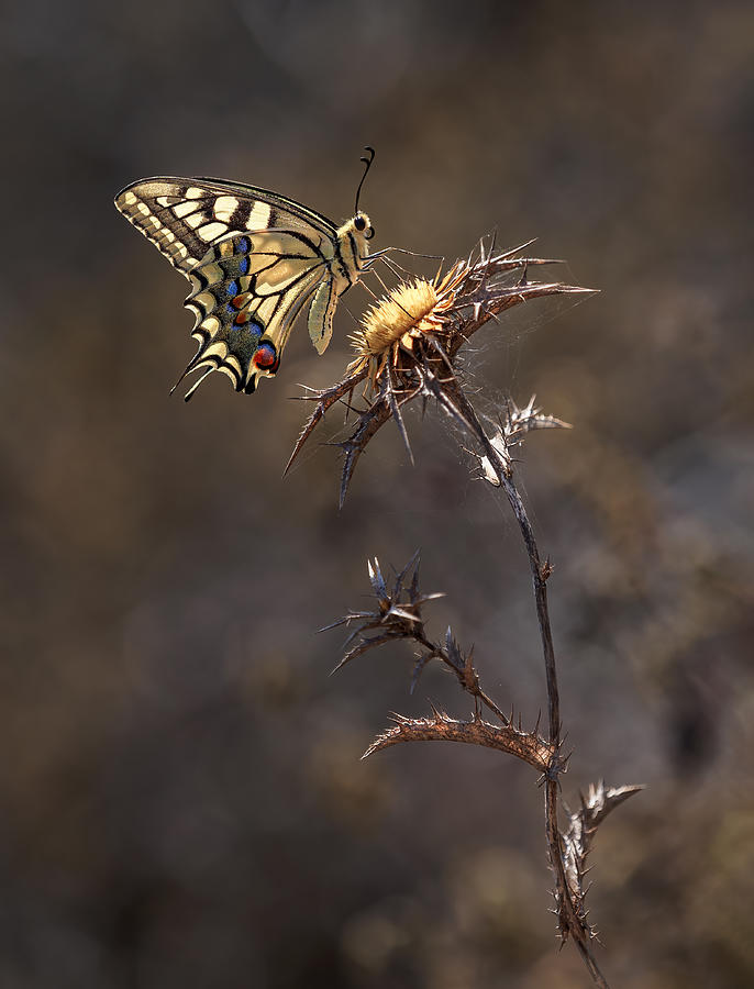Butterfly Photograph - The Glowing Machaon by Iryna Gurzhuyenko