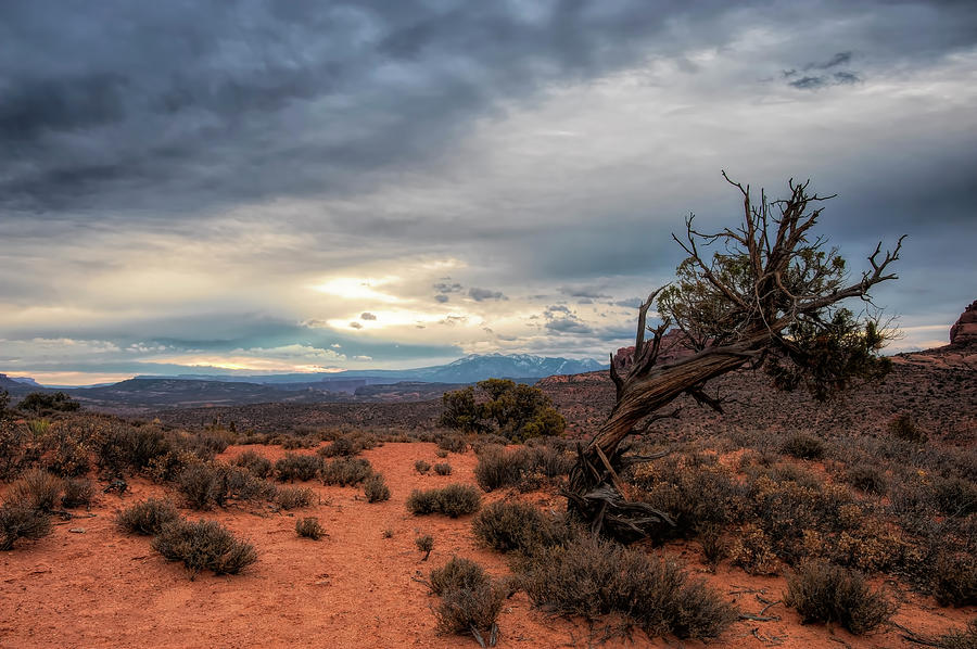 The Gnarled Tree Photograph by Wade Aiken