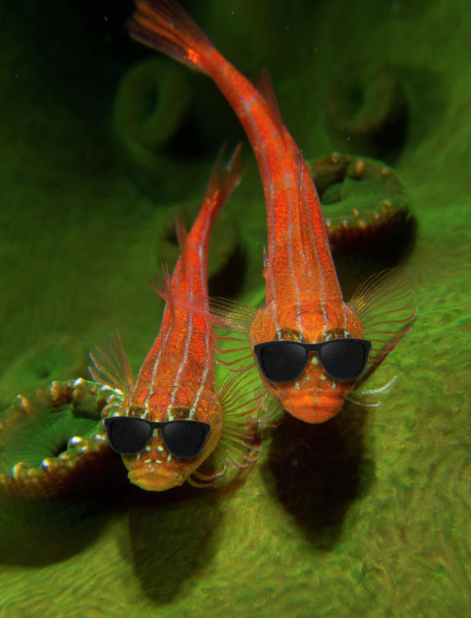 The Goby Brothers Digital Art by Gary Hughes