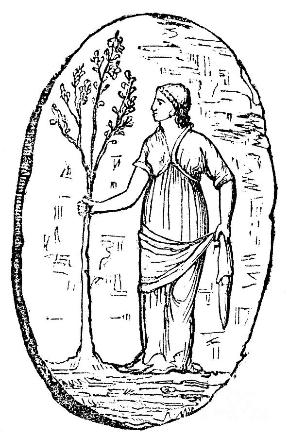 The Goddess Minerva Holding A Young Drawing by Print Collector