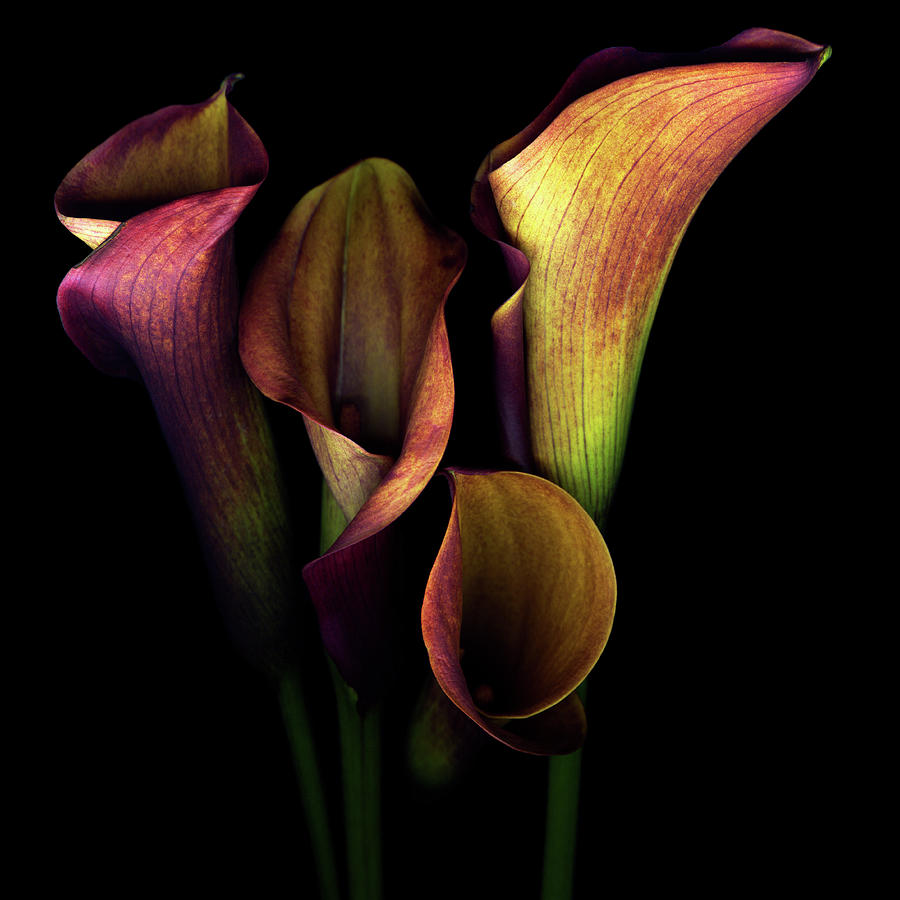 The Golden Curves And Chalices Of Callas Photograph by Photograph By Magda Indigo