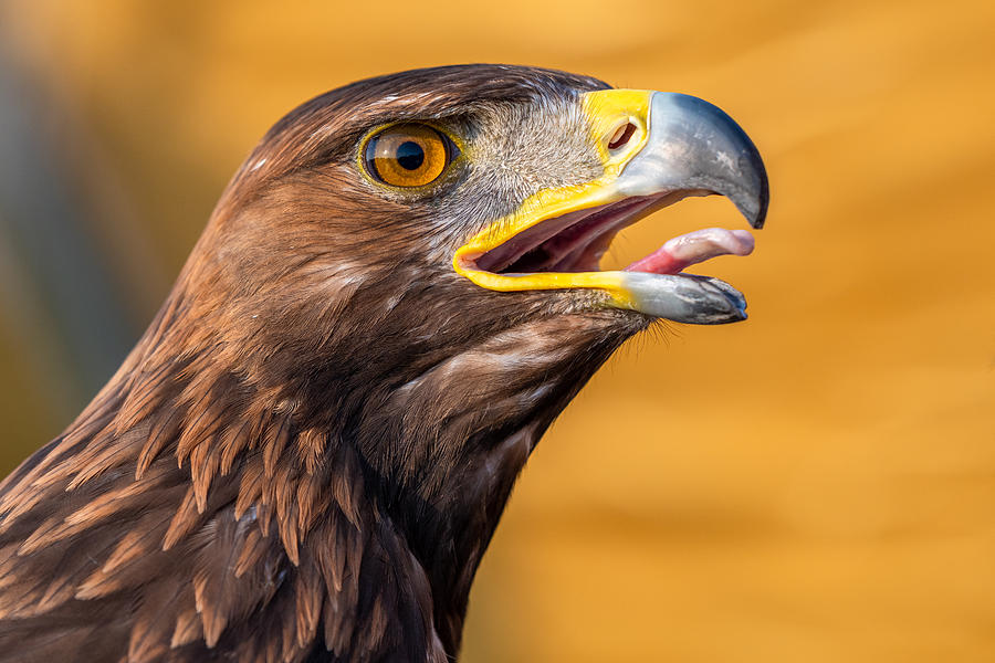 The Golden Eagle Photograph by Ahmed Elkahlawi