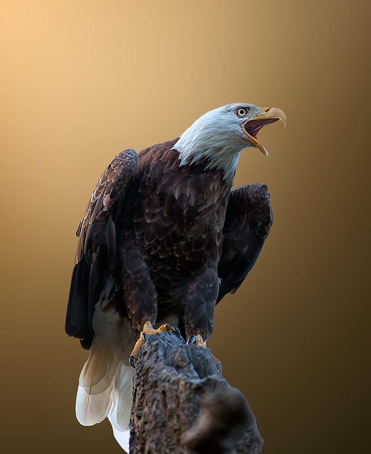 Eagle Photograph - The Golden Eagle by Ling  Lu