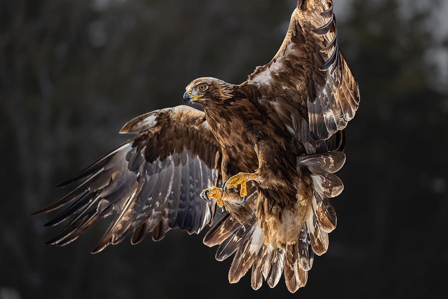 The Golden Eagle Soared On Its Wings Photograph by Davidhx Chen