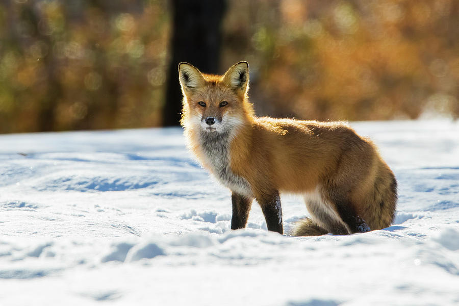 The Golden Fox Photograph by Mircea Costina Photography - Fine Art America