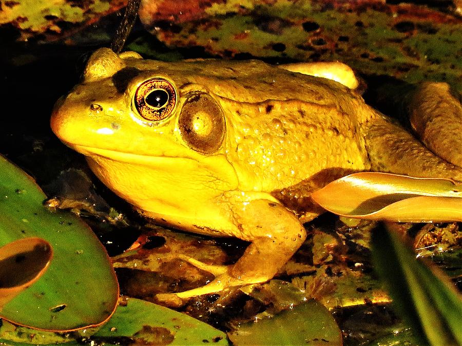 The Golden Frog  Photograph by Lori Frisch