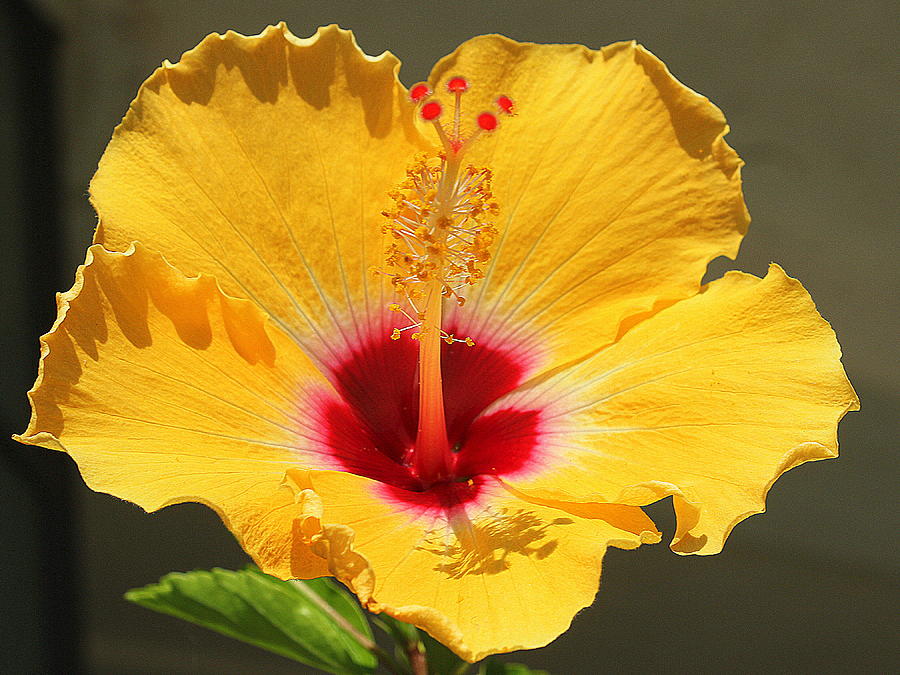 The Golden Hibiscus of Summer Photograph by Dora Sofia Caputo