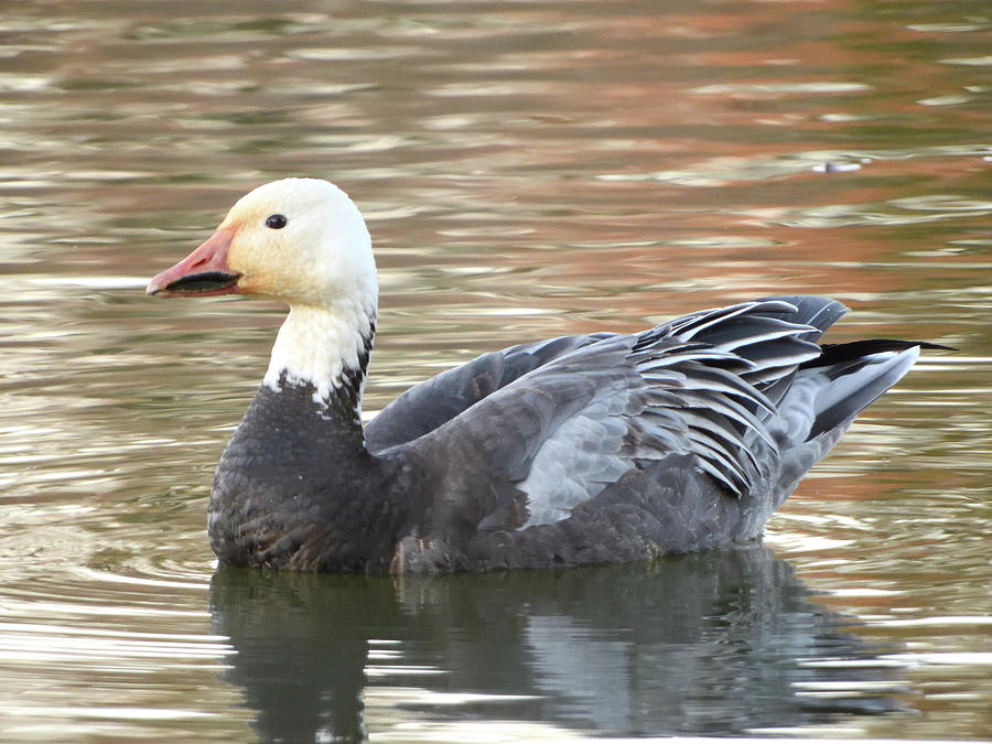 Blue Photograph - The Golden Hour Goose by Red Cross Blue Photograph - The Golden Hour Goose by Red Cross