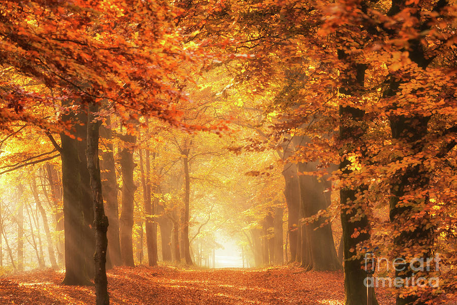 The light of a forest in autumn Photograph by IPics Photography - Pixels