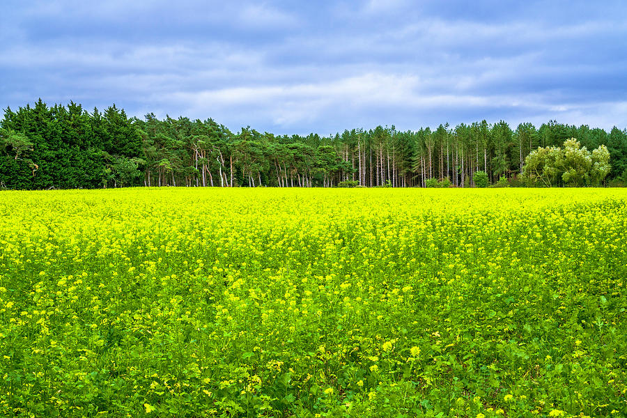 The Golden Meadow Photograph by Gabriel Santos - Fine Art America