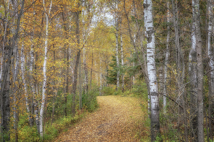 Fall Photograph - The Golden Path by Susan Rissi Tregoning
