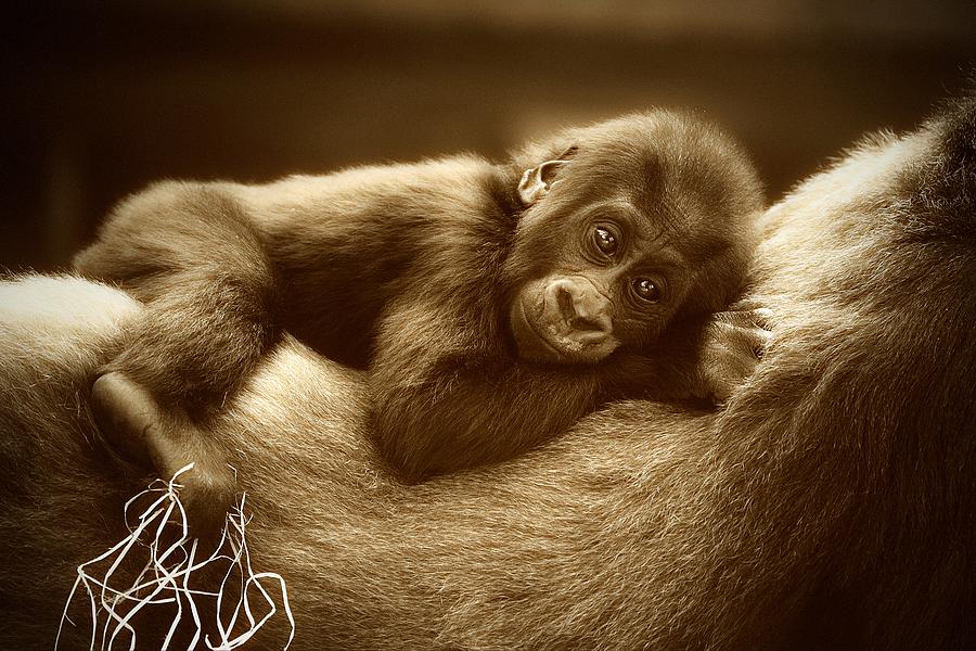 Gorilla Photograph - The Golden Side Of Life .... by Antje Wenner-braun