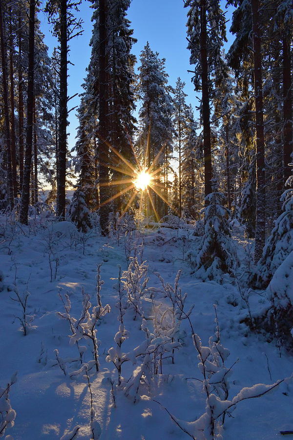 The golden sun shines in a wintry forest illumionating snow-clad trees Photograph by Intensivelight