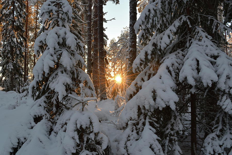 The golden winter sun is shining through snowy fir trees Photograph by Intensivelight