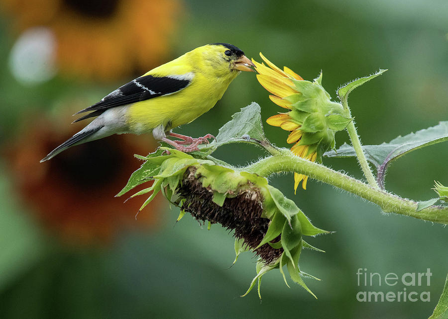 The Goldfinch and the Sunflower Photograph by Libby Lord - Fine Art America