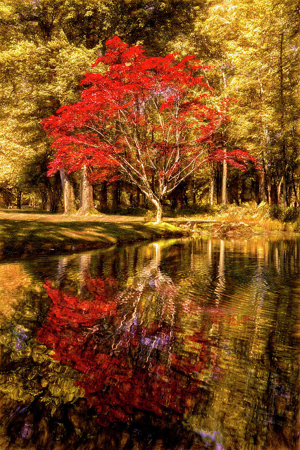 Fall Photograph - The Golds and Reds of Autumn by Debra and Dave Vanderlaan