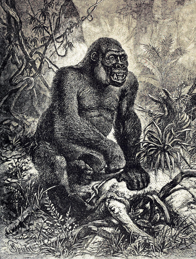 The Gorilla Painting by Fredrich Sprecht
