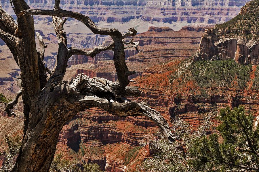 The Grand Canyon North Rim Series - Through The Trees - 1 Photograph by Hany J