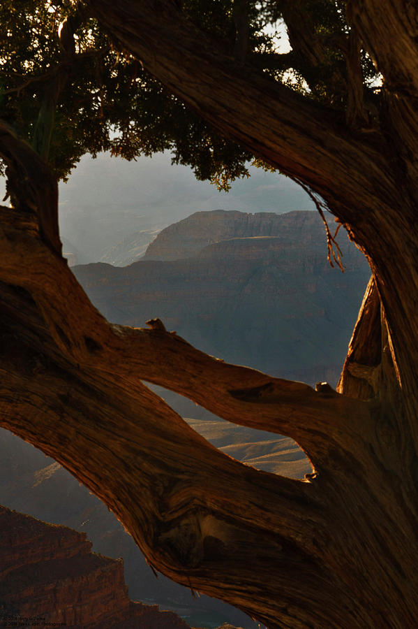 The Grand Canyon South Rim Series - Hopi Point - Through The Trees - 1 Photograph by Hany J