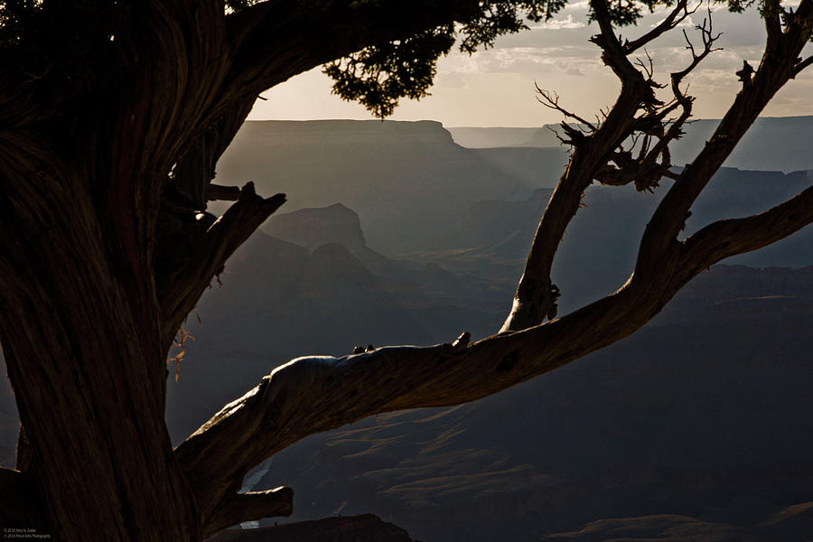 The Grand Canyon South Rim Series - Hopi Point - Through The Tress - 2 Photograph by Hany J