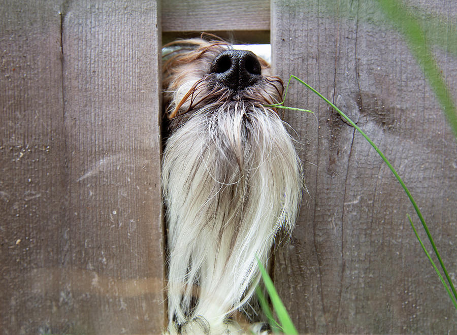 The grass is always greener by Sue Collura The grass is always greener by Sue Collura