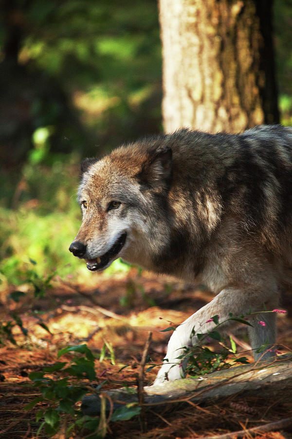 Wildlife Photograph - The Gray Wolf by Karol Livote