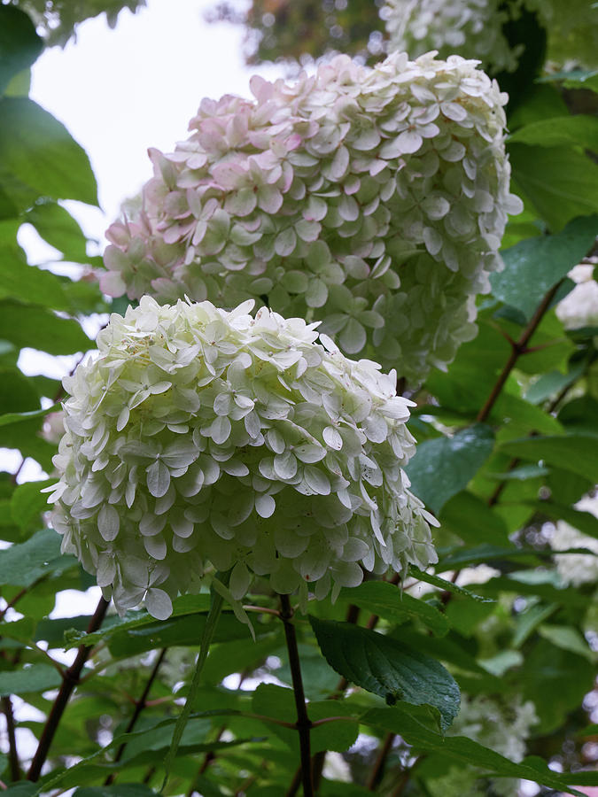 The Great Balls Of Panicled Hydrangea Photograph