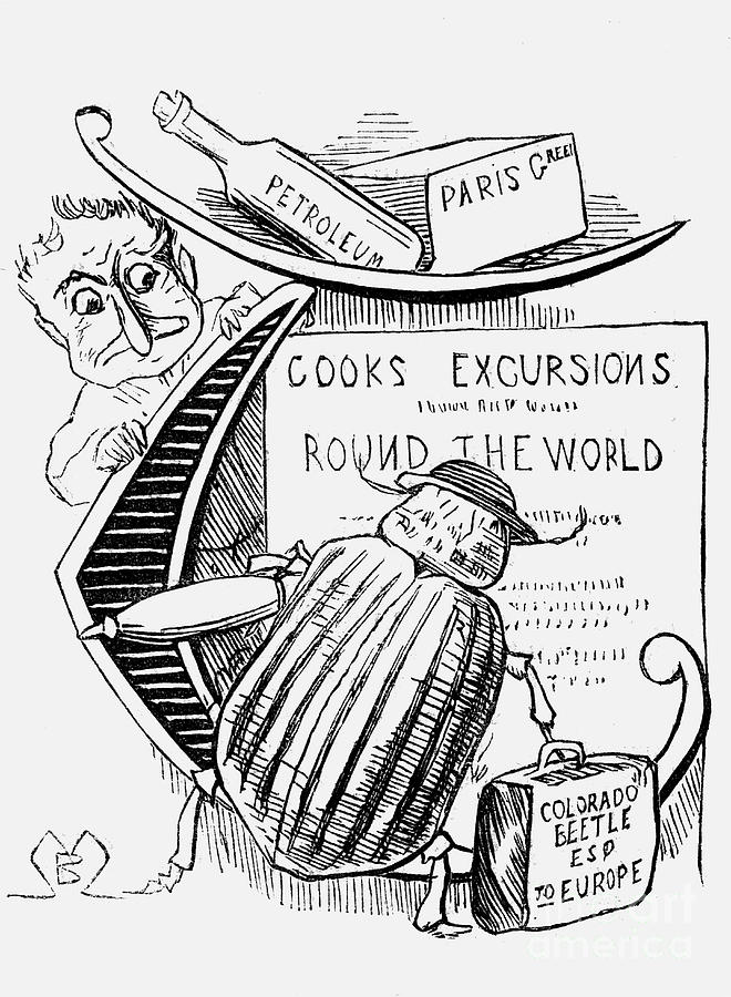 The Great Beetle Panic, 1877. Artist Drawing by Print Collector