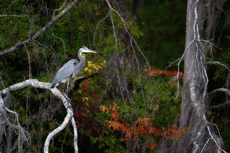 The Great Blue Heron Photograph by Lana Trussell