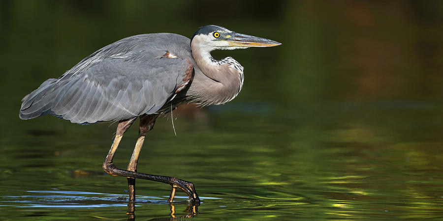The Great Blue Heron Stalking. Photograph by Paul Martin