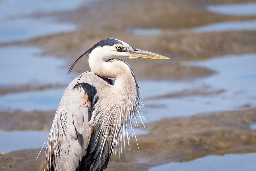 The Great Blue Heron Stare Photograph
